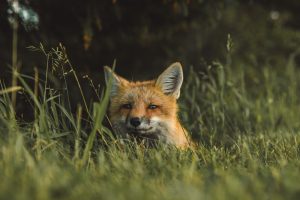 na zdjęciu głowa lisa wśród traw
