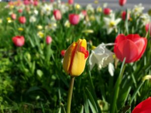 tulipany i żonkile